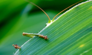 Grasshopper hiding on green leaf.