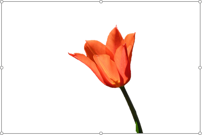 Flower picture with background removed in PowerPoint.