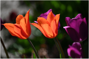 Images of flowers with full background.