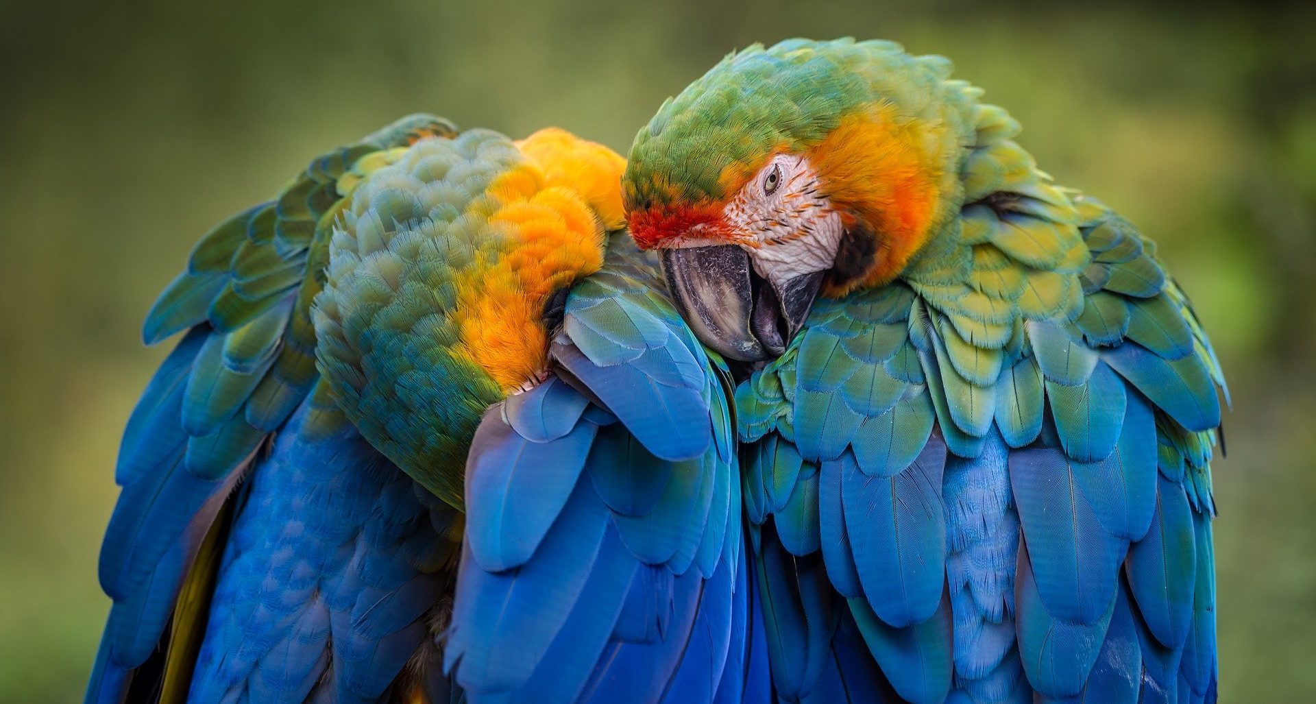 Free picture for PowerPoint presentation of parrots from pixabay.com.